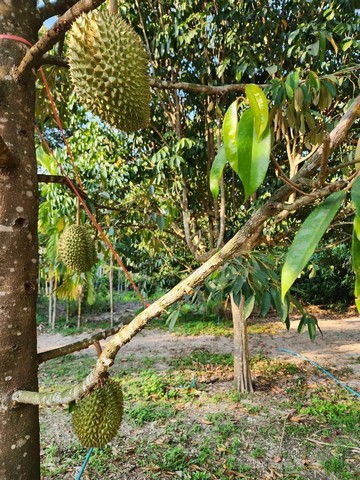 ที่ดินสวย วิวภูเขา ลำธารน้ำสวยท้ายแปลงต.บางบุตร อ.บ้านค่าย จ.ระยอง