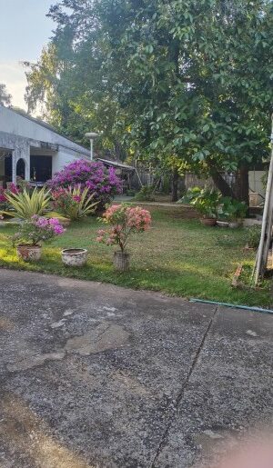 Sale land with old House 1 rai bigger land sukhumvit54-50 contact Nanthicha 0897881243