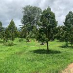 ขายสวนทุเรียนติดแม่น้ำแควน้อย ทองผาภูมิ กาญจนบุรี หน้าน้ำกว้าง 78