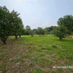 ขายที่สวนมะยงค์ชิด หลังตลาดนัดบ้านพริก อ.บ้านนา จ.นครนายก