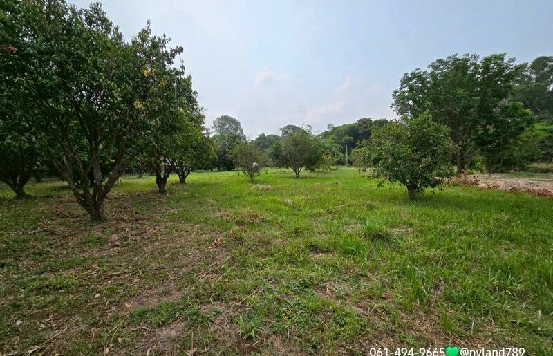 ขายที่สวนมะยงค์ชิด หลังตลาดนัดบ้านพริก อ.บ้านนา จ.นครนายก