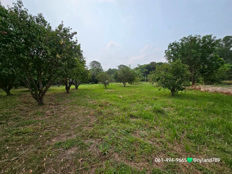 ขายที่สวนมะยงค์ชิด หลังตลาดนัดบ้านพริก อ.บ้านนา จ.นครนายก