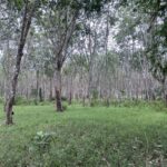 ขายที่ดินพร้อมสวนยางพารา ทำเลดี ลำทับ จังหวัดกระบี่