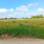 ขายด่วน…ที่นา อ.ดอกคำใต้ จ.พะเยา วิวเขา มีน้ำตลอดปี อากาศดีมาก ฮวงจุ้ยดี โทร 099-1961001