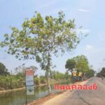 ขายที่ดินแปลงสวย150.50 ตารางวา