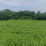 ที่ดินเปล่า ต.บ้านใหม่ อ.เมือง จ.นครราชสีมา