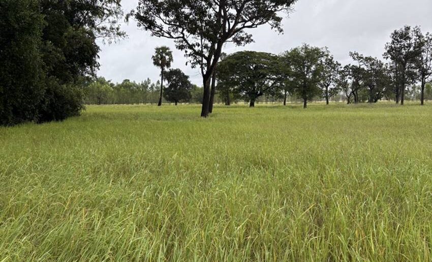 ด่วน ขายที่นา ราคาถูก อ.กันทรารมย์ จ.ศรีสะเกษ เนื้อที่ 12 ไร่ 2 งาน 62.6 ตร.ว. โทร 062-5982441 (คุณโย)