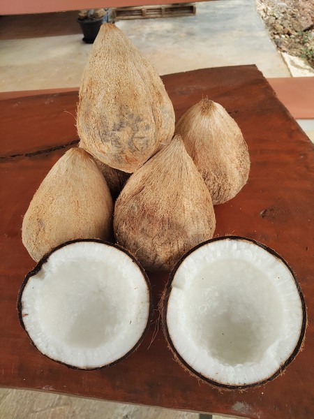 มะพร้าวเนื้อฟูทับสะแก ส่งฟรีกรุงเทพ