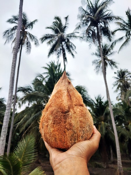 จำหน่ายมะพร้าวกะทิแบบลูก เนื้อฟูแท้ เนื้อนุ่ม หอมมัน ทับสะแก