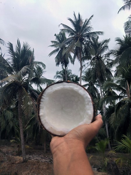 ขาย สินค้า ทับสะแก ประจวบครีรีขันธฺ์ มะพร้าวกะทิ จำหน่ายมะพร้าวกะทิแบบลูก ส่งฟรีกรุงเทพปริมณฑล